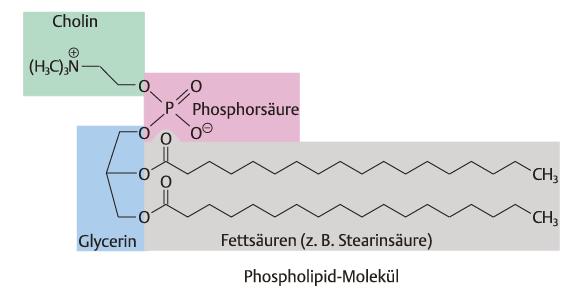 Phosholipide Beispiel: Wie ist das Molekül aufgebaut