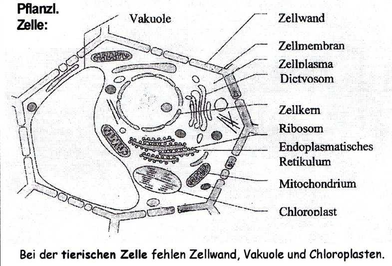Procyte (die) Eucyte (die) Zellorganell (das; -organellen) Organell Zellkern Ribosomen Mitochondrien Chloroplasten Endoplasmatisches Retikulum