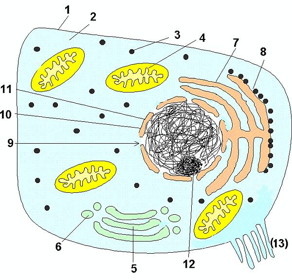 Cytologie Die Tierzelle im Elektronenmikroskop Skizze: Skizzen solltest du zeichnen und beschriften können.