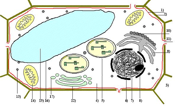 Die Pflanzenzelle im Elektronenmikroskop Skizze: 1 = Zellmembran 6 = DNA 11 = Tüpfel 16 = Tonoplast 2 = Zellwand 7 = Kernpore 12 = Dictyosom/Golgi-App.