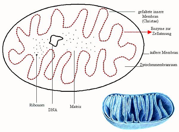 Das Mitochondrium Funktion der Mitochondrien: Ort der Zellatmung ATP- Gewinnung durch oxidativen Abbau der Glukose "Kraftwerk" der Zelle Atmungsgleichung: (Bruttogleichung) Besonderheiten: 1)