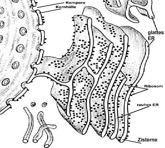 Merke: Drüsenzellen (Verdauung, Hormone) enthalten ein dichtes Netz von ER, ebenso Immunzellen, die Antikörper produzieren (sog. Plasmazellen). (1ml Lebergewebe enthält ca. 10m 2 ER!