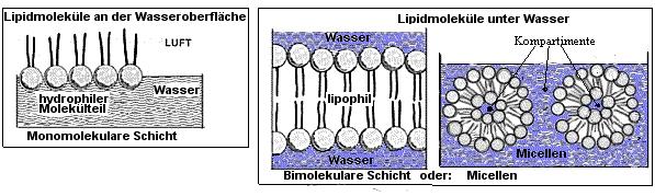 Experimentelle Befunde: Die Analyse elektronenmikroskopischer Bilder von Biomembranen ergibt eine Doppellinie d.h. der Aufbau ist dreischichtig: Zwei "Außenlagen" und eine "Zwischenlage".