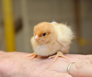 WARUM BRAUCHEN WIR EINE ÖKOLOGISCHE TIERZUCHT?