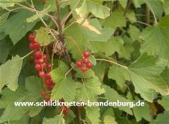 - schwach giftig Johannisbeere Ribes sp.