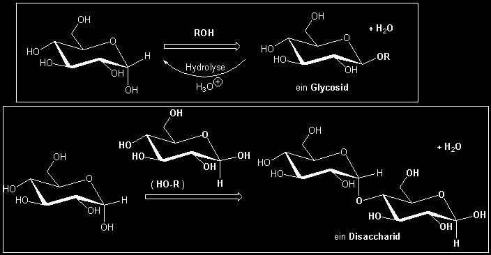 Disaccharide enthalten zwei Monosaccharide, die über eine Acetalbrücke zwischen einem anomeren Kohlenstoffatom und einer