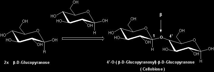 Eine Glycosidbindung zwischen C1 des ersten Zuckers und (zum Beispiel) C4 des zweiten wird als eine 1,4'- Verknüpfung