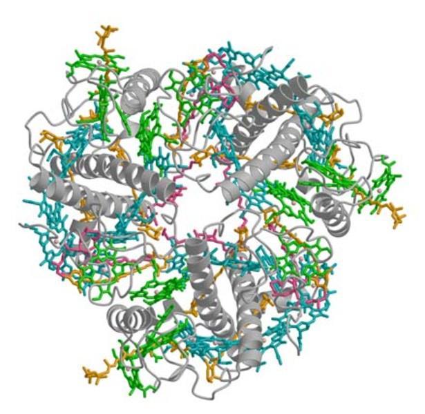 2.5 Å-Struktur des LHC-II Trim ers aus Erbsen-Chloroplasten. Grau: Polypeptid; cyan-blau: Chlorophyll a; grün: Chlorophyll b; orange: Carotinoide; rosa: Lipide.