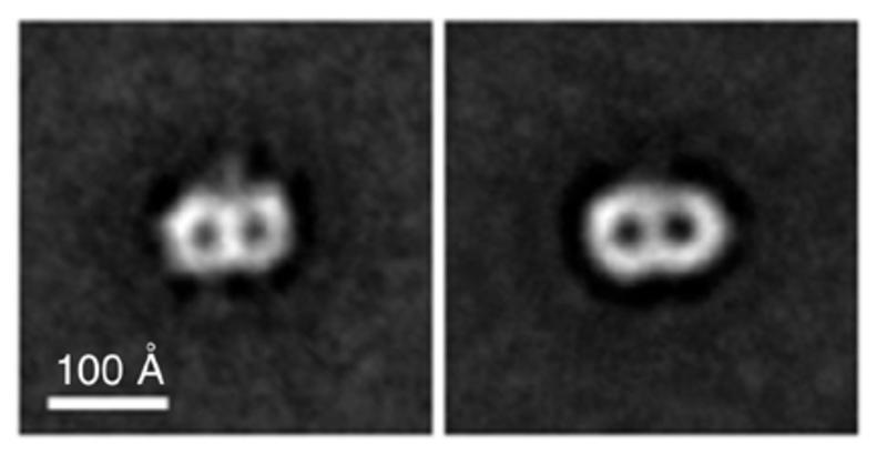 Projektionskarten (links) des TOM-Kom plexes und (rechts) des TIM-Kom plexes aus Hefe-Mitochondrien.