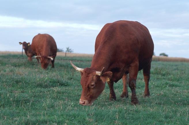 Tiersteckbrief: Rinder/ Milchkühe Im Sommer fressen Rinder vor allem das vitamin- und nährstoffreiche Gras und Grünfutter. Im Winter bekommen sie Grassilage und etwas Kraftfutter (z. B. Getreide).