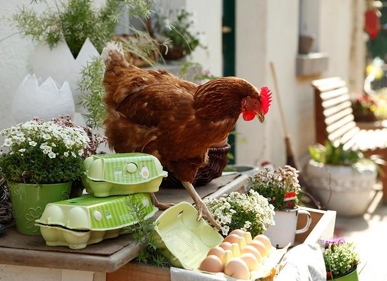 Das HühnerMobil Der Stall für glückliche Eier! So macht Eierlegen Hühnern und Bauern Spaß!