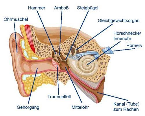 Anatomie des Ohres http://www.