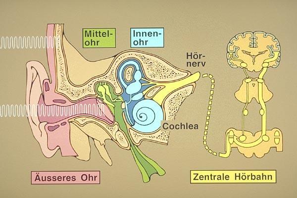 Funktionen des Ohres Schalleitung (Außenohr) Schalleitung (Mittelohr) Schallempfinden Reizumwandlung (Innenohr)