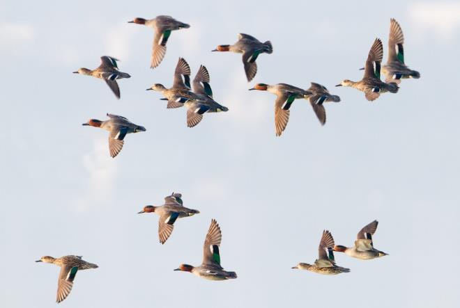 im am 1. und 2. Oktober 2016 Der Westküsten-Vogelkiek führt in diesem Jahr in den dem größten Naturschutzgebiet Schleswig-Holsteins am Festland.