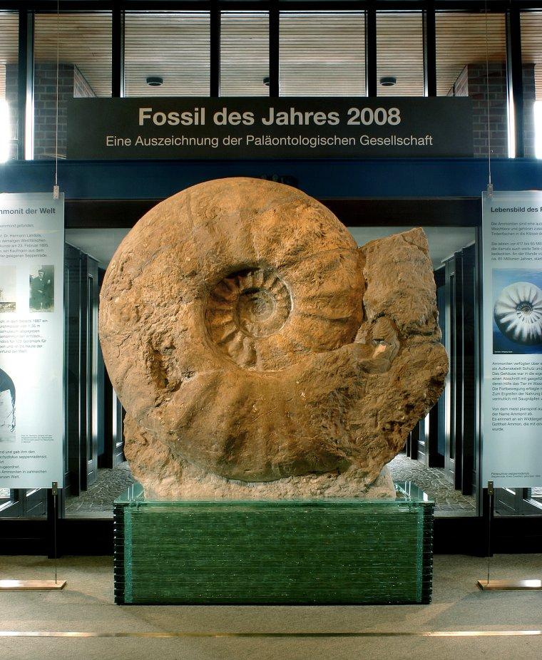 Fossil des Jahres Page 11 of 11 Paläontologi sche