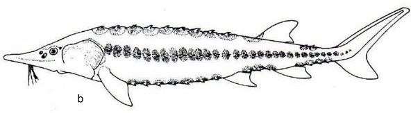 Zukünftige Forschungen werden daher unter Umständen noch zu ganz neuen Erkenntnissen in der Evolution der Schwertfische allgemein, und zur Stellung der Gattung Cylindracanthus führen!