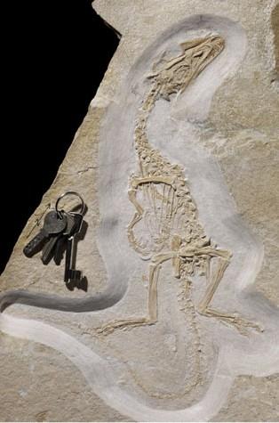 26 Abb. 1: Das Skelett-Fossil von Juravenator starki GÖHLICH & CHIAPPE, 2006 Juramuseum Eichstätt. Foto: G. JANSSEN (Paläontologisches Museum München) Ab dem 1.4. lautet die Öffnungszeit wieder 9.