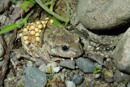 Die 7 gefährdeten Amphibienarten der Schweiz und ihre ökologischen Merkmale: Geburtshelferkröte, Gelbbauchunke, Kreuzkröte, Laubfrosch, Springfrosch, Kammmolch und Teichmolch.