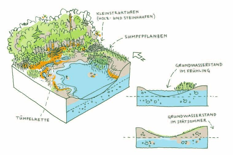 2.3.3 Gewässer im Schwankungsbereich des Grundwassers In der Nähe von Wasserläufen, im Wald oder in Sumpfwiesen, liegt der Grundwasserspiegel nahe an der Oberfläche.