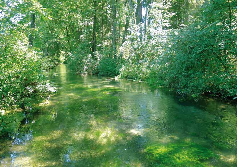 Wasseramsel Alpensalamander Wassergeprägte Lebensräume Die hohen Niederschläge in den Gipfelbereichen