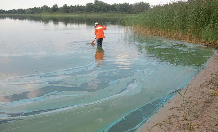 Einsatz + Technik Blaualgenalarm baden verboten! Blaualgenplage: Die Blaualgen breiteten sich innerhalb kürzester Zeit extrem auf dem Mechower See aus.