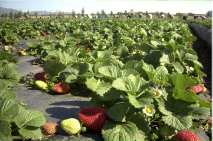 Versuch 2: Anwendung von Carboxylaten in Erdbeeren zur Verbesserung der Fruchtqualität (Huelva, Spanien 2008) Material und Methoden: Sorte Camarosa (Frigo-Pflanzen) Bewertung von 80