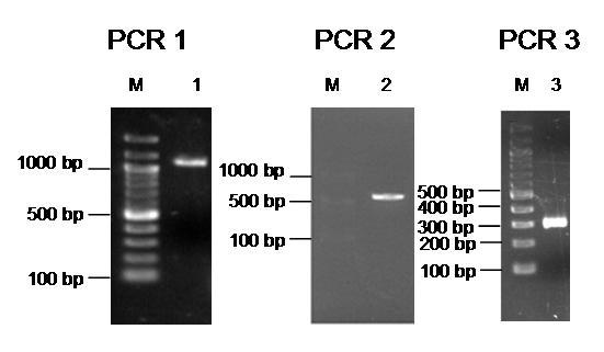 Ergebnisse Abb. 3.19: Produkte von drei aufeinanderfolgenden Mutagenese-PCR-Reaktionen.