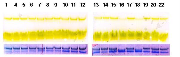 Ergebnisse Abb. 3.26: Energietransfer der Mutanten aus Selektionsexperiment 3. Nach Durchführung einer Selektion mit Mutanten nach drei Mutageneserunden, wie in Kap. 3.2.2 beschrieben (Trypsinverdau bei 37 C; Immobilisierung und Waschschritte mit 0,5 M NaCl), wurden die Lhcb1-Gene durch PCR amplifiziert und in E.