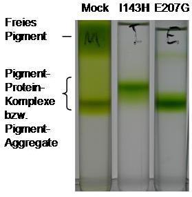 Ergebnisse Abb. 3.37: Auftrennung der Pigment-Protein-Komplexe nach Guanidiniumhydrochlorid-Rekonstitution in einem Saccharose-Dichtegradienten.