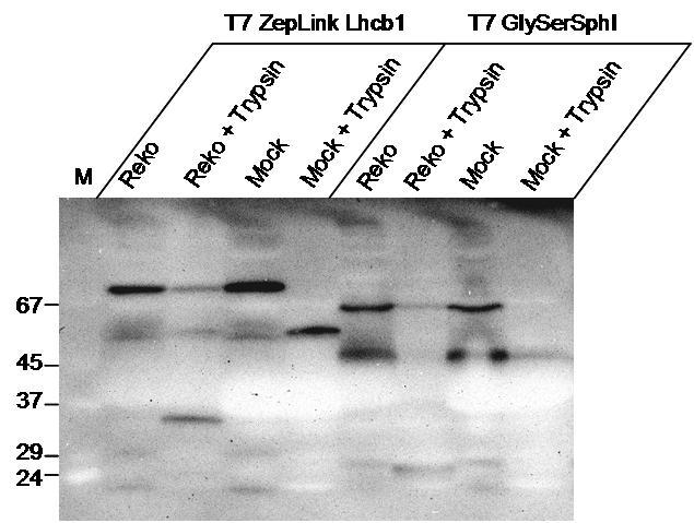 Ergebnisse Zwischen den verschiedenen T7 Lhcb1-Bakteriophagen zeigten sich deutliche Unterschiede in den Verhältnissen des vollständigen und des verkürzten Fusionsproteins.