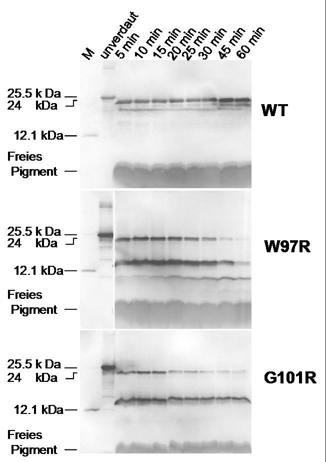 Ergebnisse Abb. 3.54: Verdaukinetiken für Lhcb1-Wildtyp (WT), W97R und G101R. Während eines Trypsinverdaus der rekonstituierten Komplexe (Bedingungen wie in Abb. 3.53) wurden Proben zu unterschiedlichen Zeiten entnommen.