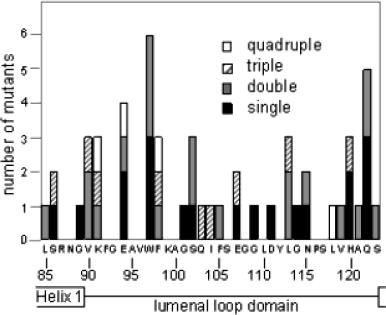 The Lumenal Loop Domain Influences the Stability of LHCIIb Biochemistry, Vol. 43, No.