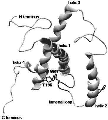 The Lumenal Loop Domain Influences the Stability of LHCIIb Biochemistry, Vol. 43, No. 18, 2004 5471 structural reorientation of the lumenal loop.