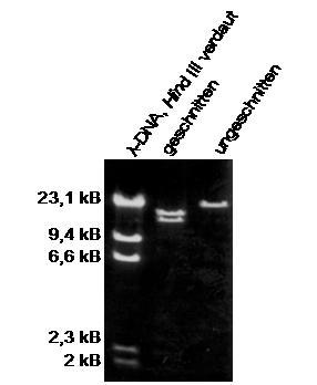 Material und Methoden Eine Nucleobond AX100-Säule wurde mit 3 ml L2 (0,1 M Tris-H 3 PO 4 (ph 6,3); 15 % Ethanol, 0,9 M KCl) äquilibriert. 4,5 ml der DNA-Lösung wurden auftragen.