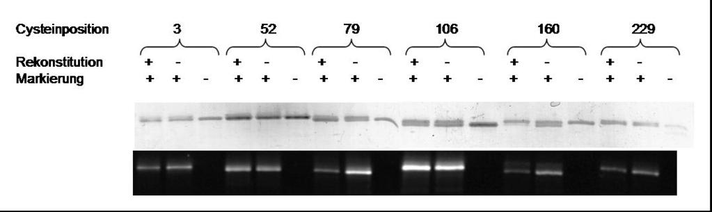 Ergebnisse Abb. 3.4: Blockierbarkeit der SH-Gruppen in Komplex und Apoprotein in Abhängigkeit von der Aminosäureposition.