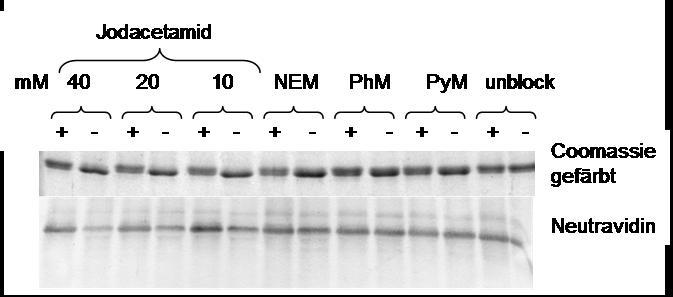 Ergebnisse Abb. 3.6: Blockierung mit Jodacetamid. Wildtyp-Lhcb1 (D7f.3) wurde wie in Abb. 3.5 durch SDS-Verdünnung rekonstituiert, blockiert und mit Biotin-BMCC markiert.