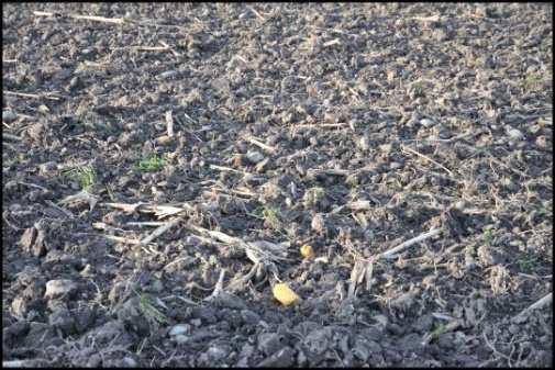 Fotos: Benachbarte Felder im Oktober 2016 Gemenge und Frostgare Links: Die Spatenprobe aus dem Acker mit