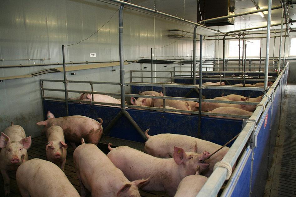 Wirtschaftlichkeit der Schweinehaltung unter den besonderen Anforderungen der Initiative Tierwohl