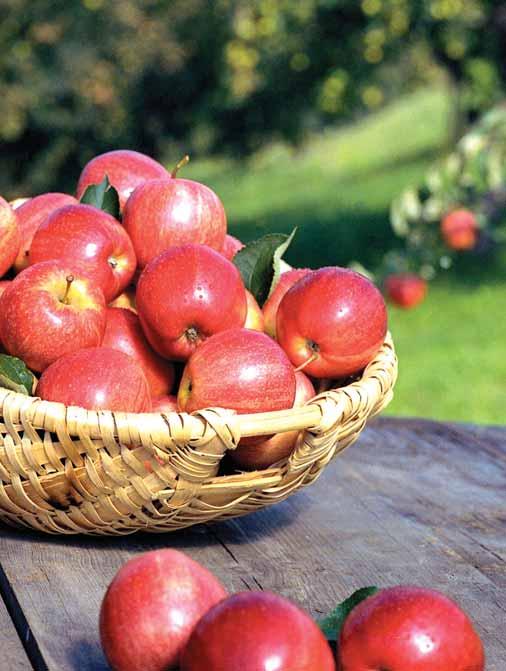 Bio-Äpfel in Hülle und Fülle Äpfel die beliebtesten Früchte der Österreicher Sie schmecken wunderbar und es gibt sie annähernd das ganze Jahr über. In Österreich produzieren rund 3.