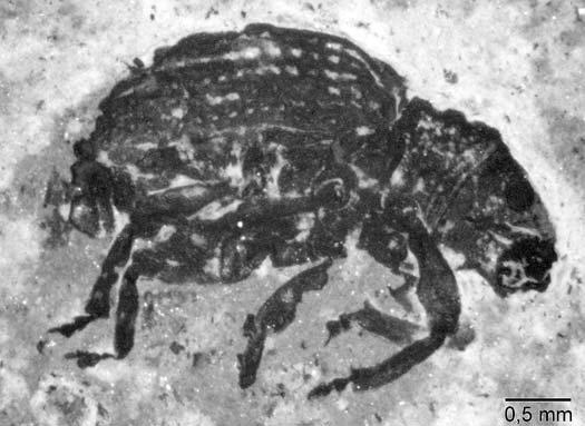 rheinheimer, neue rüsselkäfer aus dem eozän 13 Abb. 9. Palaeocrassirhinus messelensis n. gen. n. sp., Holotypus; Mittleres Eozän, MP11, Grube Messel; MeI 5302 (FIS, Forschungsstation Grube Messel).