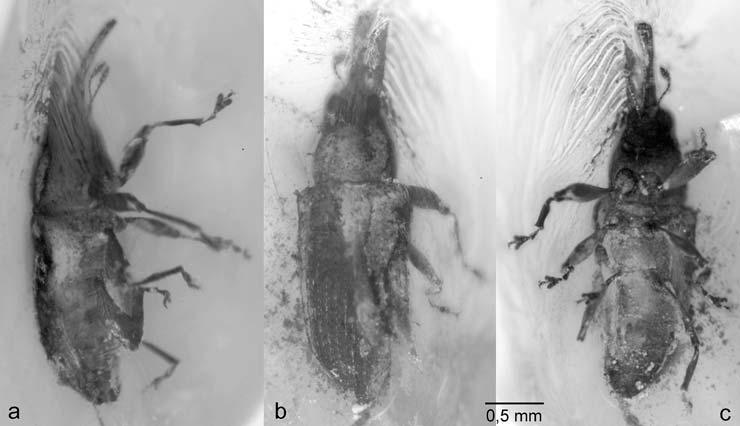rheinheimer, neue rüsselkäfer aus dem eozän 17 Abb. 13. Protoceletes wolfschwenningerae n. gen. n. sp., Holotypus; Eozän, Baltischer Bernstein.