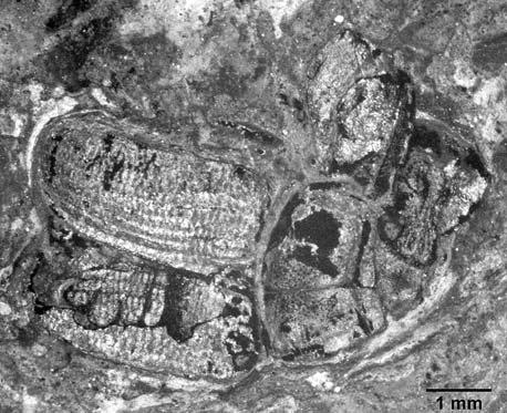 rheinheimer, neue rüsselkäfer aus dem eozän 5 Palaeoalatorostrum schaali n. gen. n. sp. Abb. 2 4 Holotypus: MeI 5575 (Abb. 2); FIS, Forschungsstation Grube Messel.