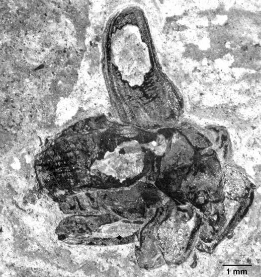 rheinheimer, neue rüsselkäfer aus dem eozän 7 Abb. 4. Palaeoalatorostrum schaali n. gen. n. sp., Paratypus; Mittleres Eozän, MP11, Grube Messel; MeI 1196 (FIS, Forschungsstation Grube Messel).