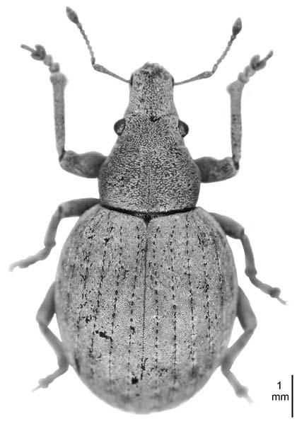 rheinheimer, neue rüsselkäfer aus dem eozän 9 Abb. 6. Attactagenus plumbeus (MARSHAM, 1802); rezent, Frankreich (Sammlung RHEINHEI- MER). Palaeocneorhinus messelensis n. gen. n. sp. Abb. 5b, 7 Holotypus: MeI 632 (Abb.