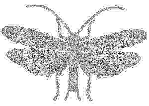 Kennzeichen der Plecoptera Auf die in Ruhe fächerartig gefalteten Flügel bezieht sich auch ihr wissenschaftlicher Name Plecoptera (vom griechischen plekein = falten und pteron = Flügel).