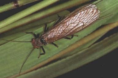 Ephemeroptera Plecoptera: mit langen
