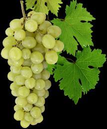 Griechische Weine Offene Weine Weiß 0,25 l 0,5 l 91. Makedonikos 3,20 6,20 Halbtrocken mit 12% Vol. Eine glänzende gelbe Farbe, mit einem Geschmack nach Frühlingsblumen und einen einzigen Abgang.