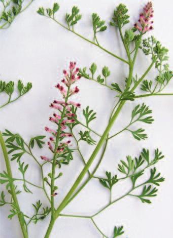 31. Erdrauch Erdrauch (Fumaria officinalis) gehört zu den Mohngewächsen und ist eine kahl verzweigte Pflanze, deren zarte Blätter zweifach gefiedert und graugrün sind und lanzettförmig enden.