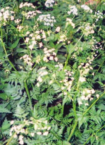 47. Wiesenkerbel Wiesenkerbel (Anthriscus sylvestris) gehört wie auch sein kleinerer Verwandter, der Wiesenkümmel, zu den Doldengewächsen und ist die Wildform der Gewürzpflanze Kerbel.