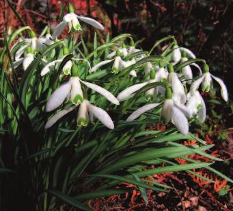 Zeitiges Frühjahr 1. Schneeglöckchen Das Schneeglöckchen (Galanthus nivalis) gehört zu den Amaryllis-Gewächsen. Es ist giftig. Als erste Gartenblume im Jahr ist es allgemein bekannt und beliebt.